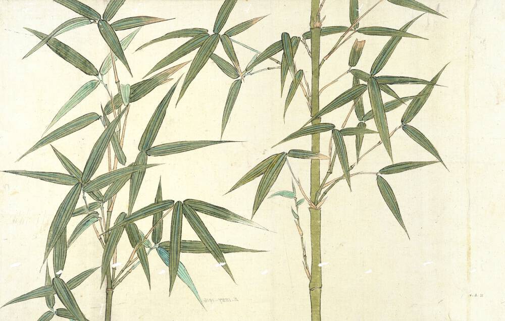 Drawing of Bamboo