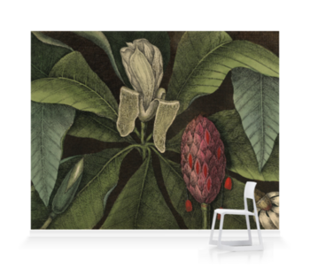 'Magnolia, the umbrella tree' Wallpaper Mural