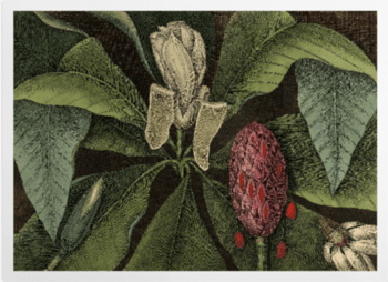 'Magnolia, the umbrella tree' Art Prints