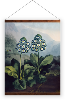 'A Group of Auriculas' Wall Hangings