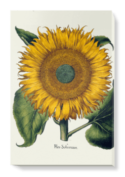'Sunflower' Canvas Wall Art
