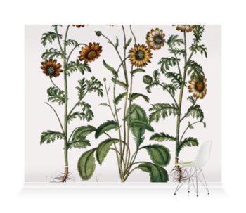 'Chrysanthemum I' Wallpaper Mural