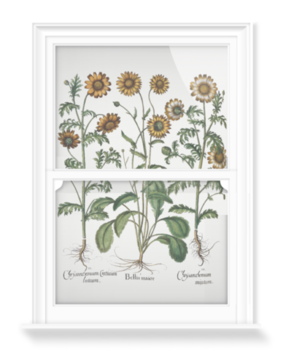 'Chrysanthemum I' Decorative Window Film