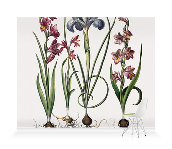 'Gladiolus and Iris plants' Wallpaper Mural