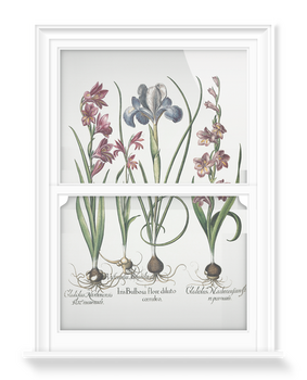 'Gladiolus and Iris plants' Decorative Window Film