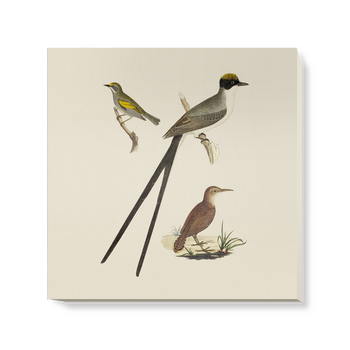 'Flycatcher, Anteater and Warbler' Canvas Wall Art