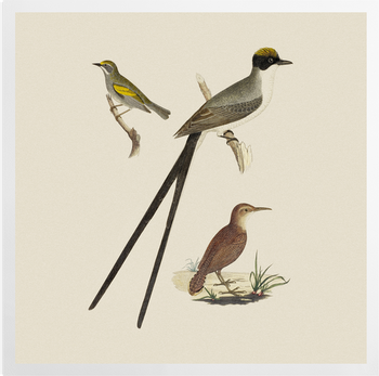 'Flycatcher, Anteater and Warbler' Art Prints
