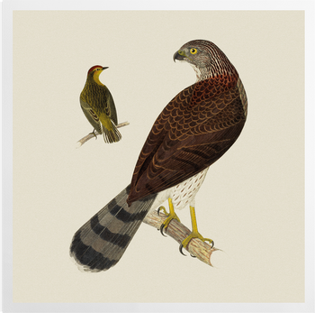 'Cooper's Hawk and Palm Warbler' Art Prints
