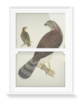 'Cooper's Hawk and Palm Warbler' Decorative Window Films