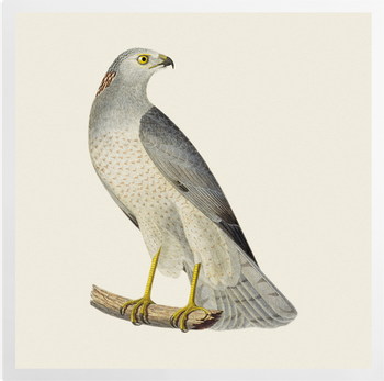 'Blue Hawk or Hen Harrier' Art Prints