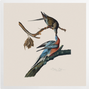 'Male and female Passenger pigeon' Art Prints
