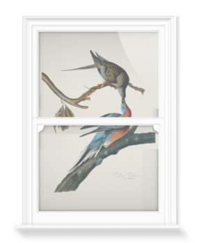 'Male and female Passenger pigeon' Decorative Window Films