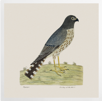 'The ring-tailed Hen Harrier' Art Prints