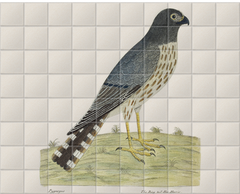 'The ring-tailed Hen Harrier' Ceramic Tile Mural