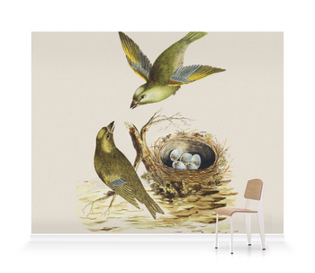 'Two Greenfinches, with their nest full of eggs' Wallpaper Mural