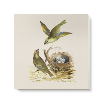 'Two Greenfinches, with their nest full of eggs' Canvas Wall Art