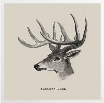'American Deer' Art Prints