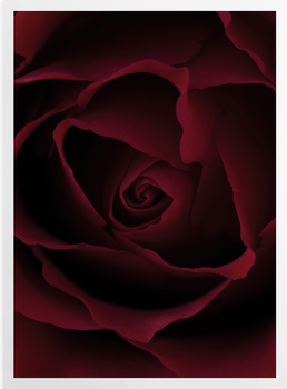 'Deep Red Rose' Art Prints