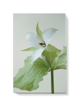 'The White Flower of Trillium Simile' Canvas Wall Art