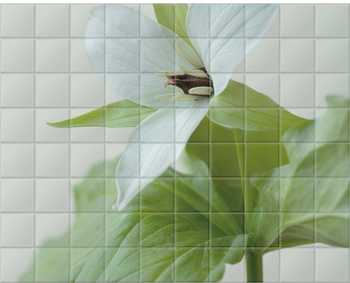 'The White Flower of Trillium Simile' Ceramic Tile Mural
