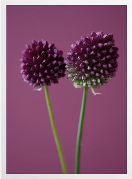 'The Purple Flowers of Allium Sphaerocephalon' Art Prints