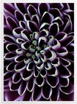 'Deep Purple and Yellow Chrysanthemum' Art Prints