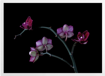 'A Doritaenopsis Orchid I' Art Prints