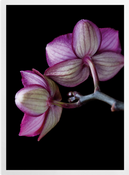 'A Doritaenopsis Orchid II' Art Prints