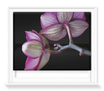 'A Doritaenopsis Orchid II' Roller Blind