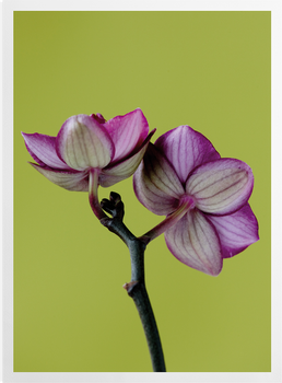 'A Doritaenopsis Orchid III' Art Prints