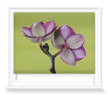 'A Doritaenopsis Orchid III' Roller Blind