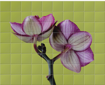 'A Doritaenopsis Orchid III' Ceramic Tile Mural