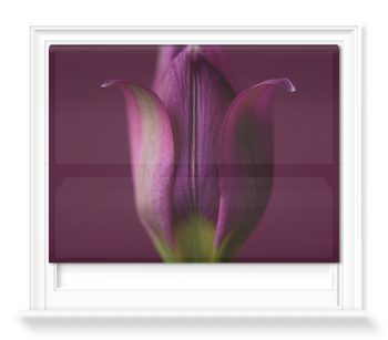 'Tulipa Humilis' Roller Blind