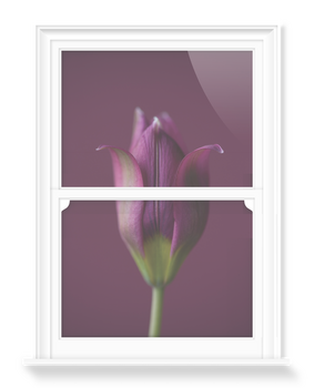 'Tulipa Humilis' Decorative Window Film