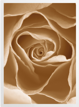 'Centre of a Rose I' Art Prints