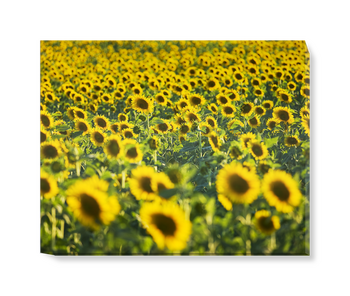 'Sunflower Field' Canvas Wall Art