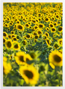 'Sunflower Field' Art Prints