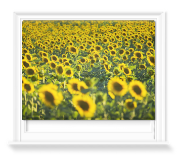 'Sunflower Field' Roller Blind