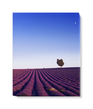 'Field of Lavender ' Canvas Wall Art