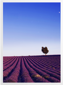 'Field of Lavender ' Art Prints