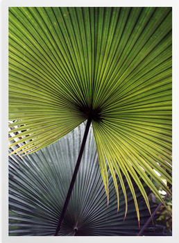 'Palm Leaf' Art Prints