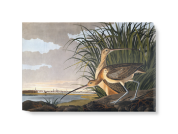 'Long-billed Curlew, Numenius americanus' Canvas Wall Art