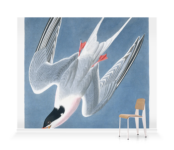 'Roseate Tern, Sterna Gougallii' Wallpaper Murals