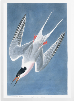 'Roseate Tern, Sterna Gougallii' Art prints
