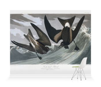 'Leach's Storm-petrel, Oceandroma Leucorhoa' Wallpaper Murals