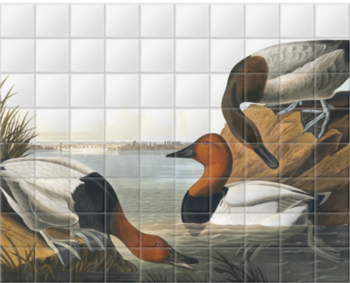 'Canvasback, Aythya Valisineria' Ceramic Tile Mural