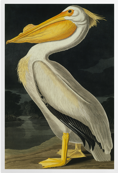 'American White Pelican, Pelecanus Erythror' Art Prints