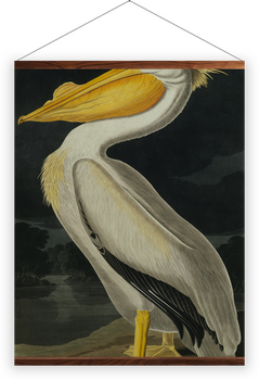 'American White Pelican, Pelecanus Erythror' Wall hangings