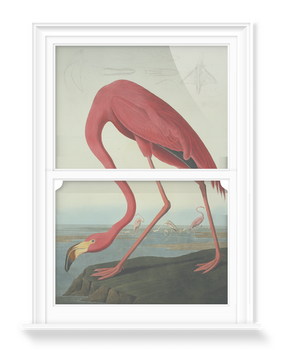 'Greater Flamingo, Phownicopterus Ruber' Decorative Window Films