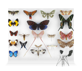 'Various Butterflies 1' Wallpaper Mural